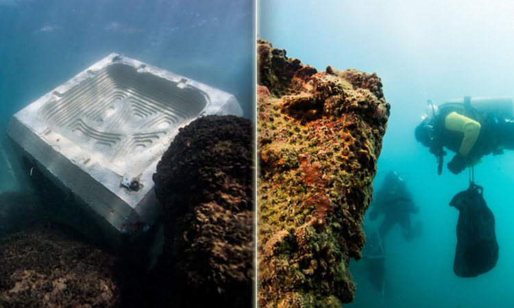 Sinh vật biển sống ký sinh giúp tăng độ bền cho bê tông